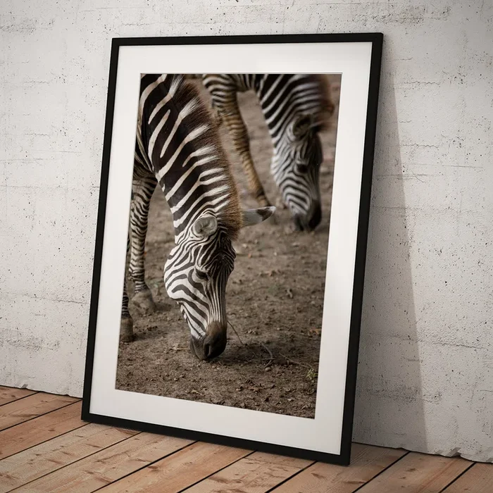 Zebra Mother And Baby Art Print